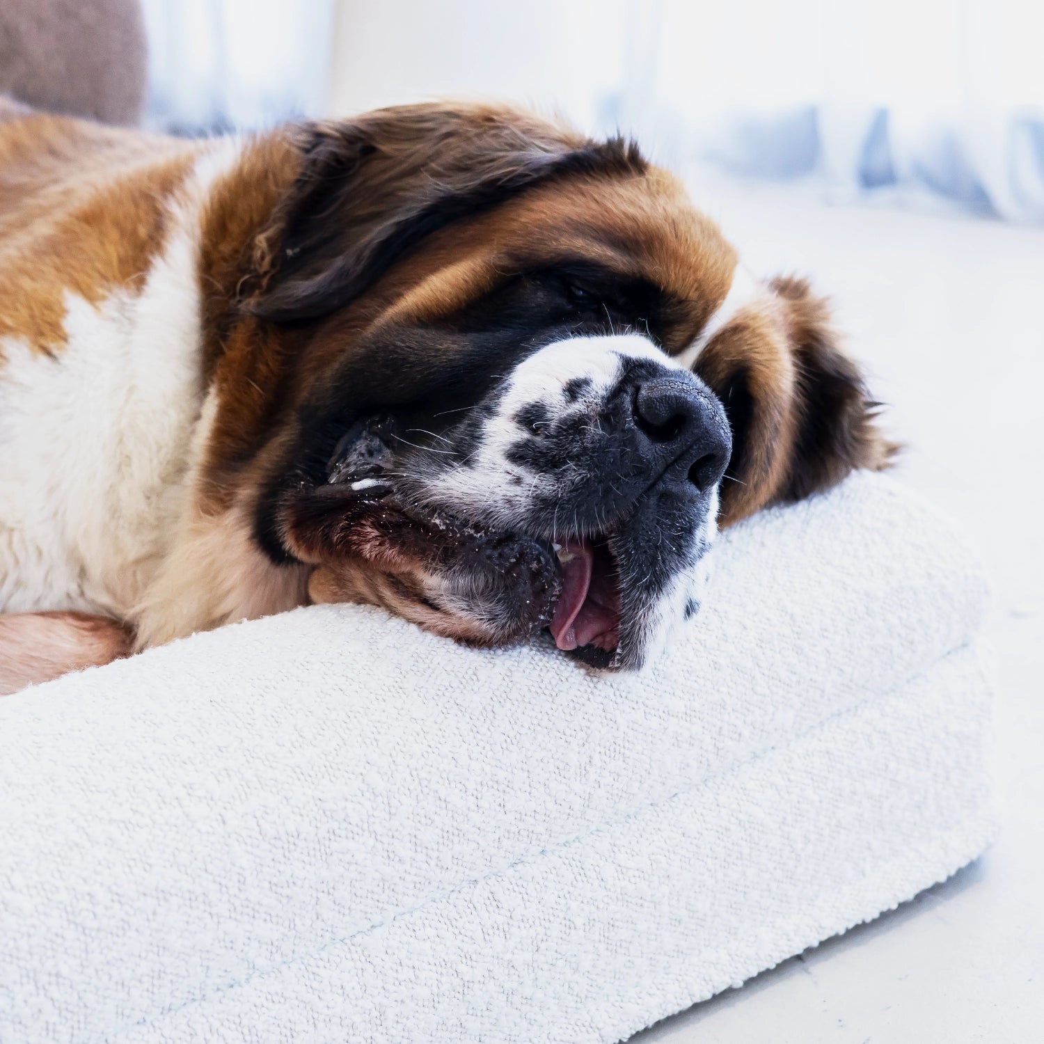 Dog Bed Cover - Boucle'