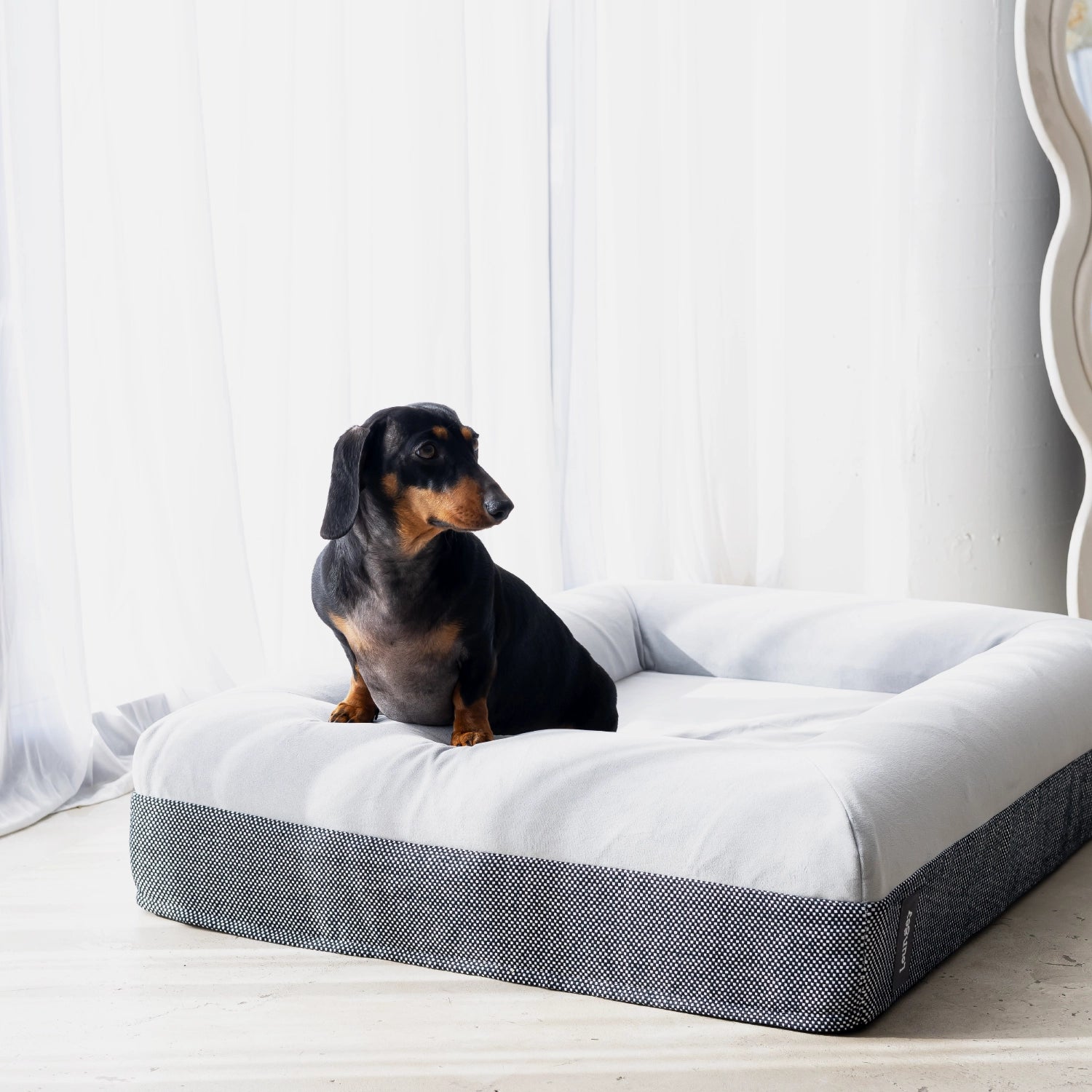 Puppy bed price online